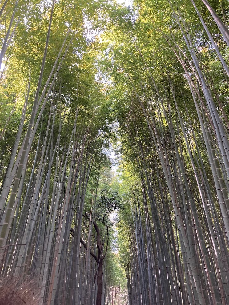 竹林